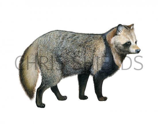 Illustration of Raccoon Dog (Nyctereutes procyonoides) (#3237)