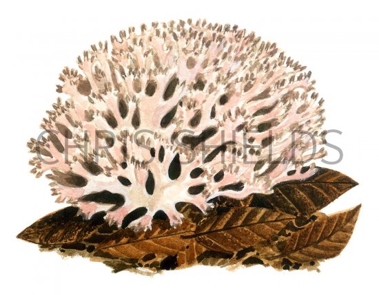 Illustration of Ramaria botrytis (Rosso Coral) (#1955)