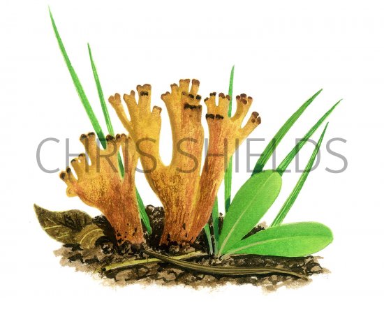 Illustration of Ramaria broomei (#1960)