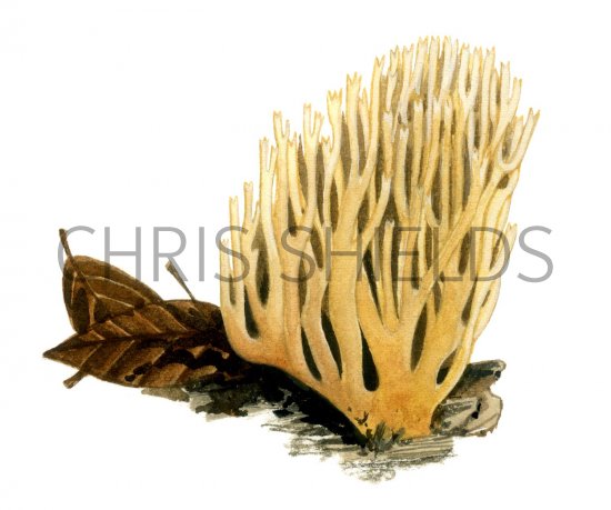 Illustration of Ramaria stricta (Upright Coral) (#1946)