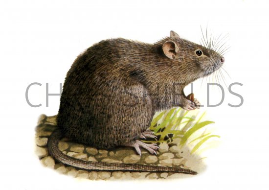 Illustration of Rat (Brown) Rattus norvegicus (#0562)