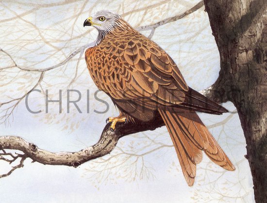 Illustration of Red Kite (Milvus milvus) (#3709)