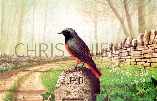 Illustration of Redstart (Phoenicurus phoenicurus) (#1824)