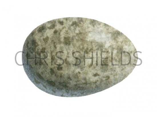 Illustration of Reed Warbler egg (Acrocophalus scirpaceus) (#2436)