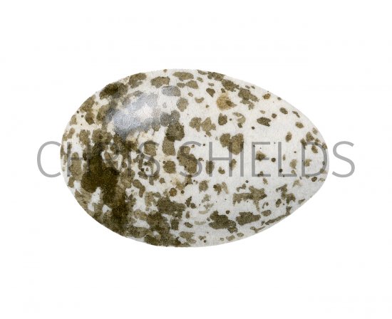Illustration of Reed Warbler egg (Acrocophalus scirpaceus) (#3305)