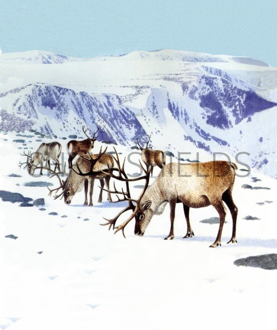 Illustration of Reindeer (Rangifer tarandus) (#2166)