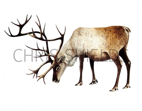 Illustration of Reindeer (Rangifer tarandus) (#3569)