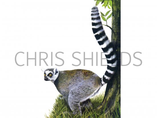 Illustration of Ring-tailed Lemur (Lemur catta) (#0290)