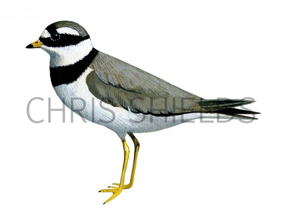 Illustration of Ringed Plover (Charadrius hiaticula) (#3640)