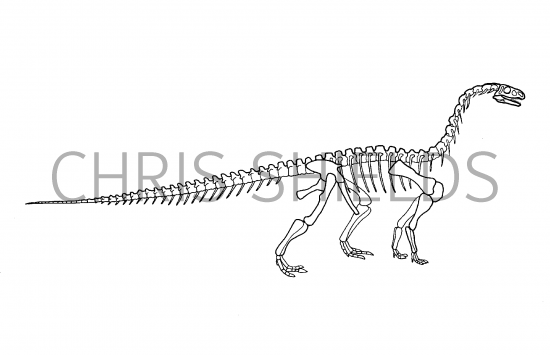 Illustration of Riojasaurus (#0209)