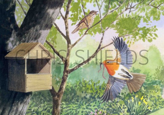 Illustration of Robin & nestbox (Erithacus rubecula) (#0432)