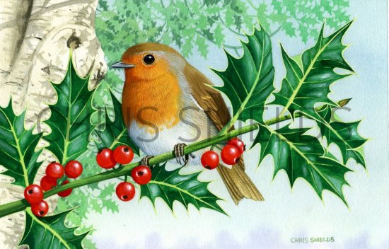 Illustration of Robin (Erithacus rubecula) (#0434)