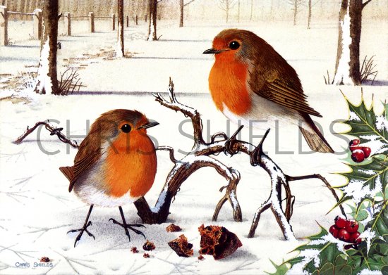 Illustration of Robin (Erithacus rubecula) (#0595)