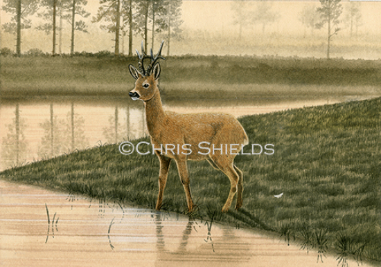 Illustration of Roe Deer (Capreolus capreolus) (#4695)