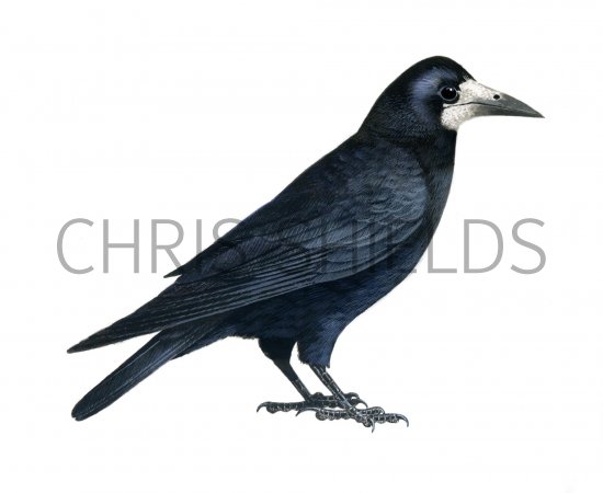 Illustration of Rook (Corvus frugilegus) (#1180)