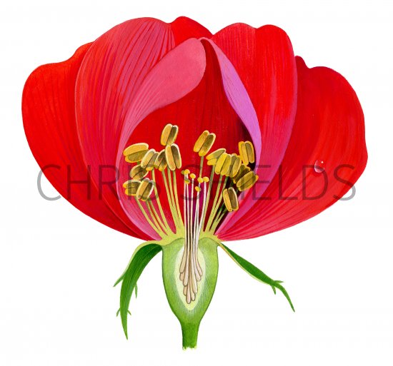 Illustration of Rose cut-away (#3727)