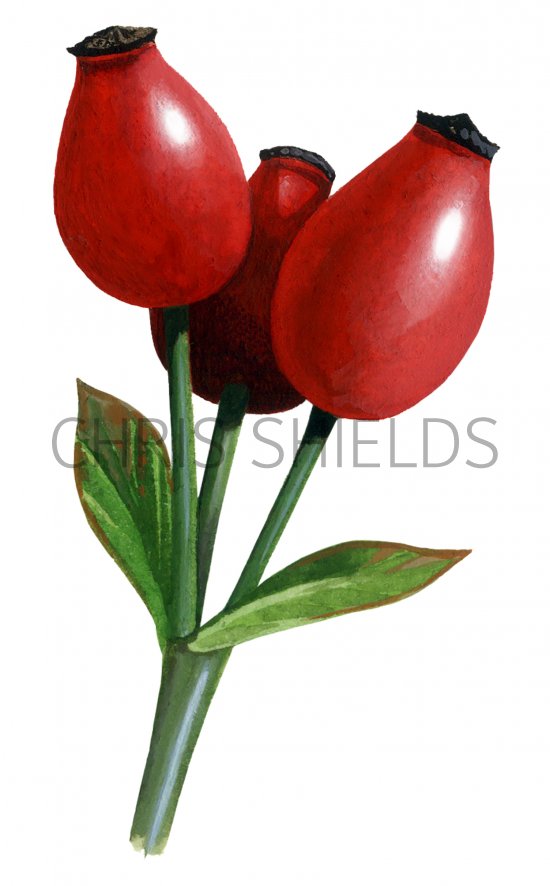 Illustration of Rose Hips (Rosa rugosa) (#1507)