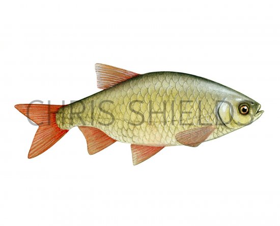 Illustration of Rudd (Scardinius erythrophthalmus) (#2693)