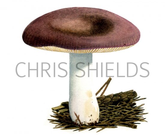 Illustration of Russula amethystina (#1712)