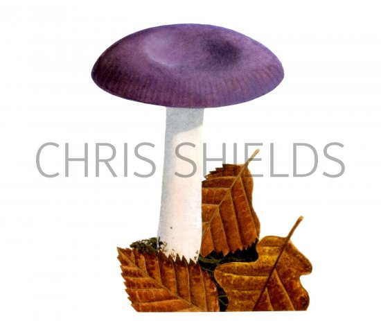 Illustration of Russula lilacea (#1734)