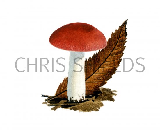 Illustration of Russula melzeri (#2653)