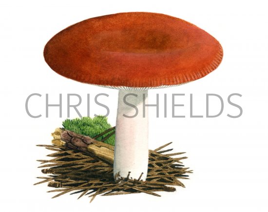 Illustration of Russula paludosa (#1891)