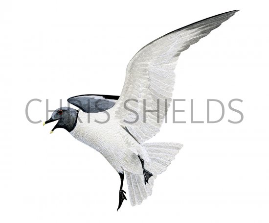 Illustration of Sabines Gull (Xema sabini) (#3246)