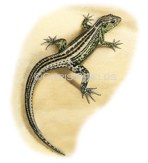 Illustration of Sand Lizard (Lacerta agilis) (#3327)