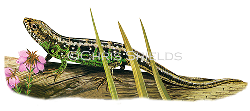 Illustration of Sand Lizard (Lacerta agilis) (#4422)