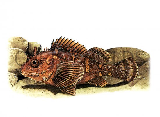 Illustration of Scorpion Fish (Scorpaena porcus) (#1053)