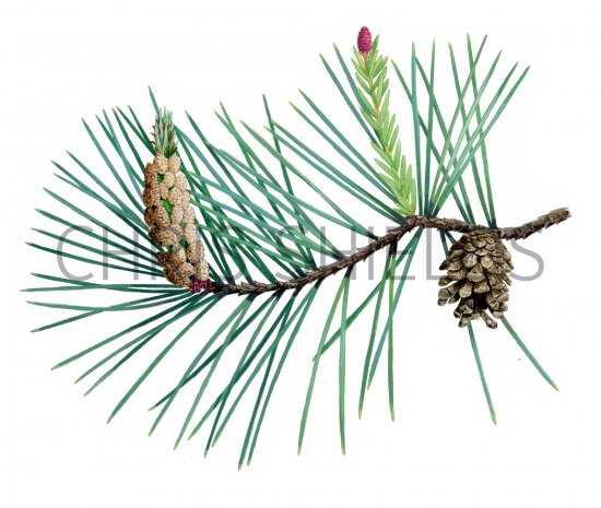 Illustration of Scots Pine cone & flowers (Pinus sylvestris) (#4045)