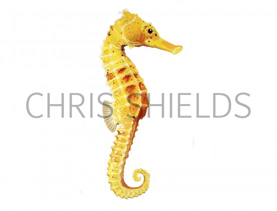 Illustration of Seahorse (Hippocampus Reidi) (#1018)