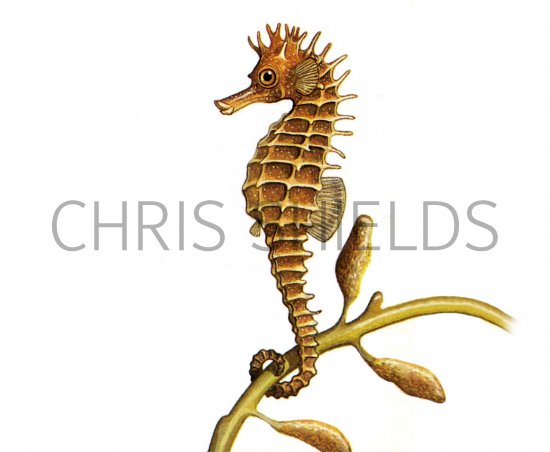 Illustration of Seahorse (maned) Hippocampus ramulosus (#0170)