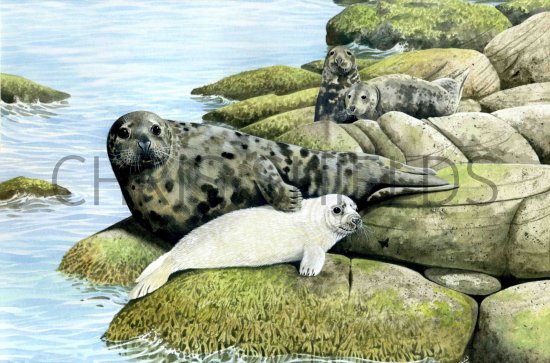Illustration of Seal (Grey) Halichoerus grypus (#0501)