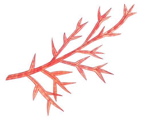 Illustration of Seaweed (Hypogiossum woodwardi) (#0772)