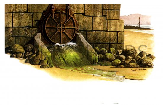 Illustration of Seaweeds on Sewage outlet (Enteromorpha liza) (#0853)