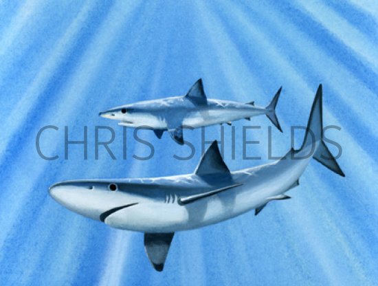 Illustration of Blue shark (Prionace glauca) (#0062)
