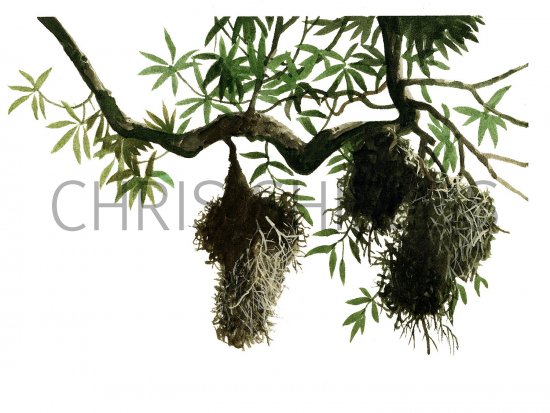 Illustration of Shinning Starling (nests) Aplonis metallica) (#2240)