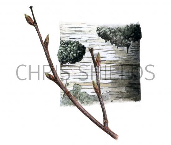 Illustration of Silver Birch bark & twig (Betula pendula) (#2387)