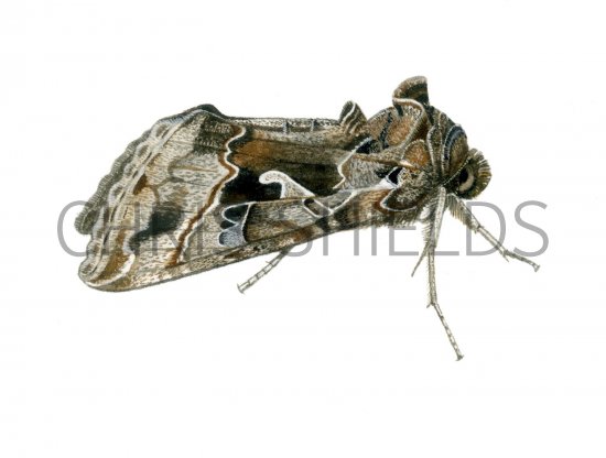 Illustration of Silver Y (Autographa gamma) (#1548)