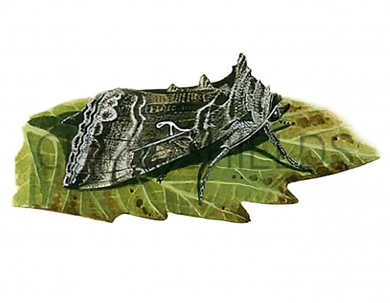 Illustration of Silver Y (Autographa gamma) (#3392)