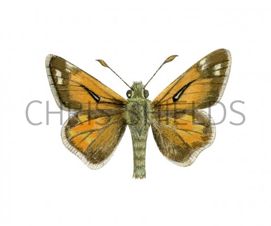 Illustration of Silver-spotted Skipper (Hesperia comma) (#2968)