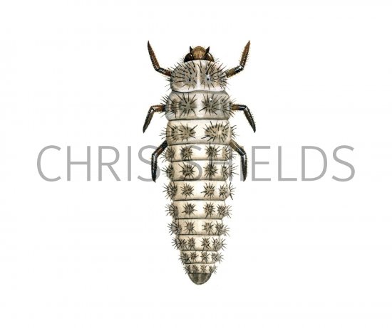 Illustration of Sixteen-spot Ladybird Larvae (Tytthaspis 16-punctata) (#1800)