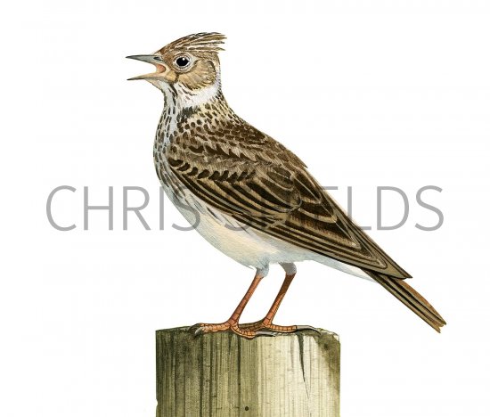 Illustration of Skylark (Alauda arvensis) (#3359)