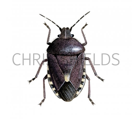Illustration of Sloe Bug (Dolycons baccardum) (#2369)