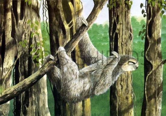 Illustration of Sloth (Pale-throated Three-toed) Bradypus tridactylus (#1092)