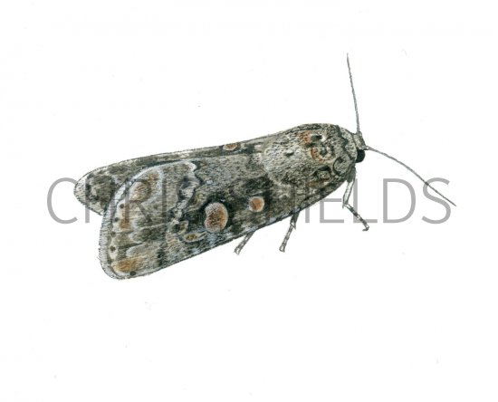 Illustration of Small Mottled Willow (Spodoptera exigua) (#1547)