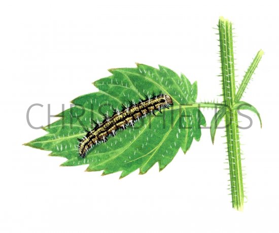 Illustration of Small Tortoiseshell Caterpillar (Algis urticae) (#1777)