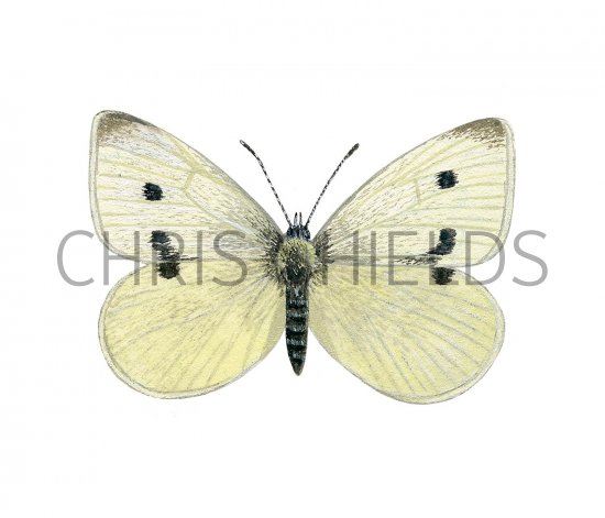 Illustration of Small White (Artogeia rapae) (#2168)