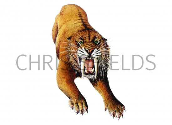 Illustration of Smilodon (#0689)